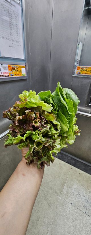 무쏘뿔(이송윤)님의 감자 · 영농일지 작성글 사진