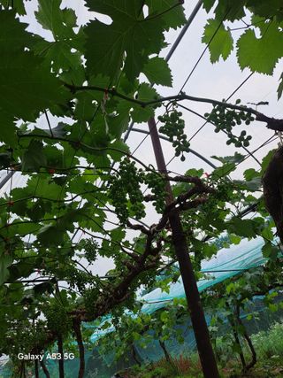 조연만님의 포도 · 영농일지 작성글 사진