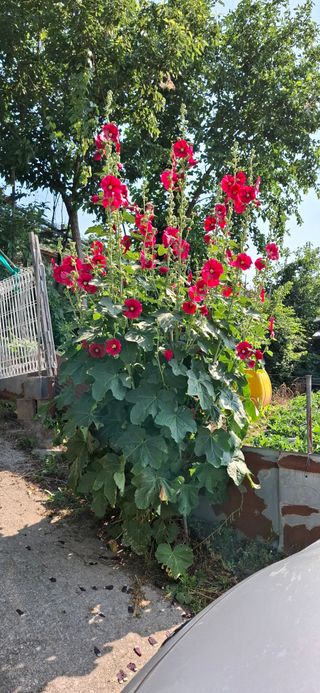 전영옥님의 기타작물 · 영농일지 작성글 사진