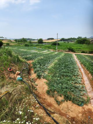 김저팔계님의 작성글 사진