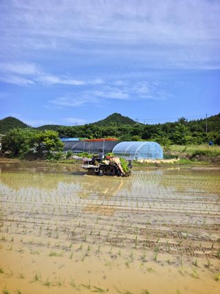 오이8898황산면님의 벼 · 영농일지 작성글 사진