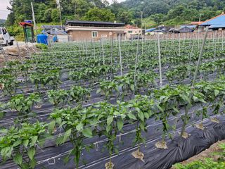 조규진 님의 기타작물 · 영농일지 작성글 사진
