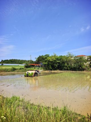오이8898황산면님의 벼 · 영농일지 작성글 사진