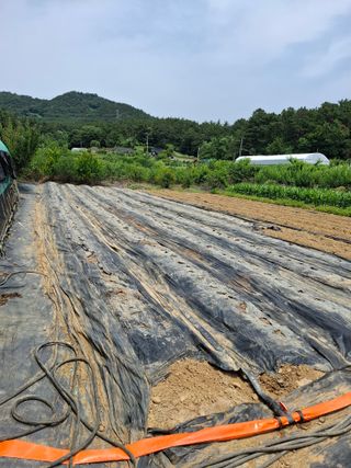 마늘14470님의 벼 · 영농일지 작성글 사진
