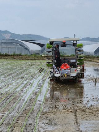 행복한나님의 벼 · 영농일지 작성글 사진