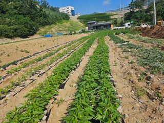 오세화님의 기타작물 · 영농일지 작성글 사진