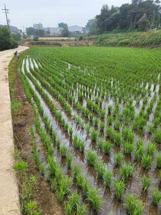 최병우님의 벼 · 영농일지 작성글 사진