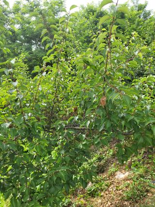 최병우님의 벼 · 영농일지 작성글 사진
