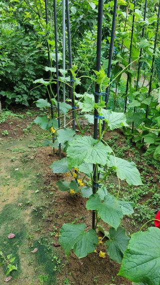 권혁렬님의 오이 · 영농일지 작성글 사진