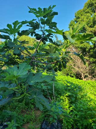 블루베리18115님의 기타작물 · 영농일지 작성글 사진