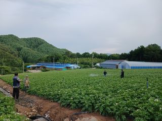 이석민님의 감자 · 영농일지 작성글 사진