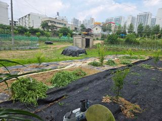 박병철님의 옥수수 · 영농일지 작성글 사진