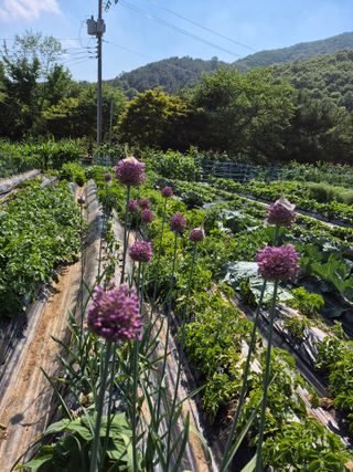 이경옥님의 기타작물 · 영농일지 작성글 사진