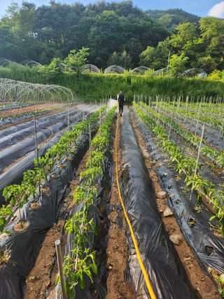 정진용님의 오이 · 영농일지 작성글 사진