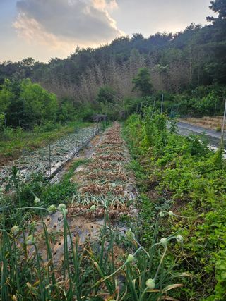 김명식님의 기타작물 · 영농일지 작성글 사진