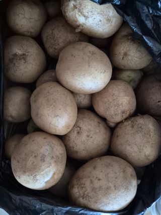 이경옥님의 기타작물 · 영농일지 작성글 사진