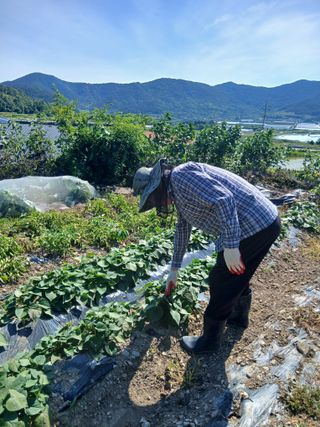 이현목님의 기타작물 · 영농일지 작성글 사진