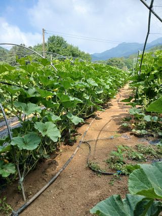 홍천백우산님의 작성글 사진