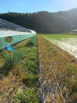 전원수님의 기타작물 · 영농일지 작성글 사진
