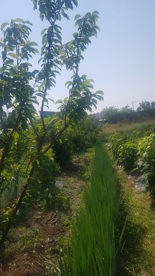 최춘득 청대산 님의 참깨 · 영농일지 작성글 사진