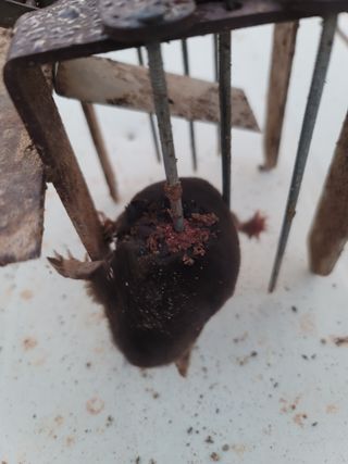 박치문님의 포도 · 영농일지 작성글 사진