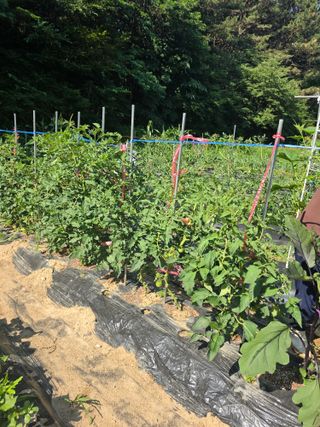 두릅나무21414님의 기타작물 · 영농일지 작성글 사진
