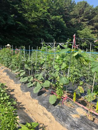 두릅나무21414님의 기타작물 · 영농일지 작성글 사진