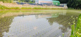 초보농부님의 벼 · 영농일지 작성글 사진