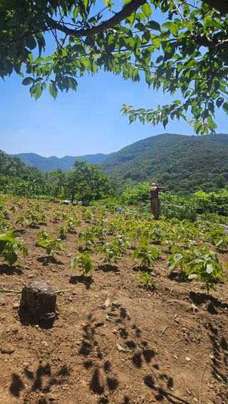 김장수님의 들깨 · 영농일지 작성글 사진