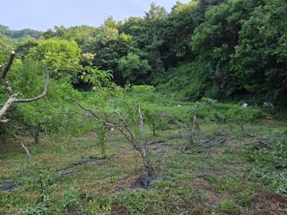 블루베리8034님의 복숭아 · 영농일지 작성글 사진