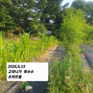 시민농장님의 기타작물 · 영농일지 작성글 사진