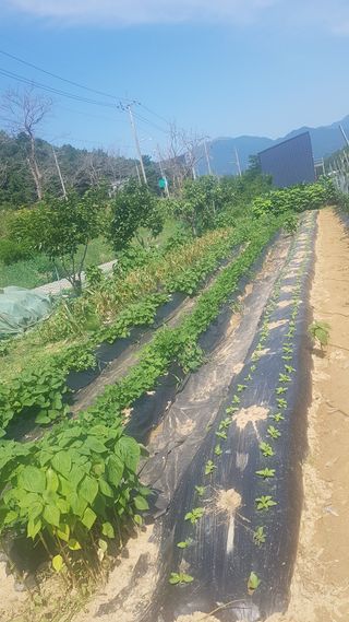최춘득 청대산 님의 참깨 · 영농일지 작성글 사진