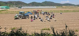 구춘봉님의 기타작물 · 영농일지 작성글 사진