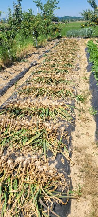 살구15128님의 마늘 · 영농일지 작성글 사진