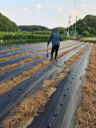 백운농원 님의 기타작물 · 영농일지 작성글 사진