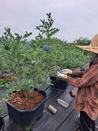 비타민님의 기타작물 · 영농일지 작성글 사진