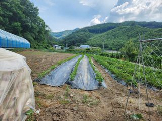 드래곤 님의 참깨 · 영농일지 작성글 사진