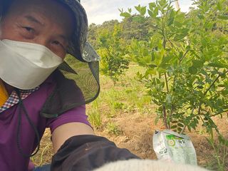 유자황칠님의 매실 · 영농일지 작성글 사진