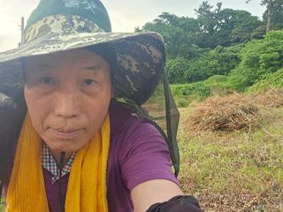 유자황칠님의 매실 · 영농일지 작성글 사진