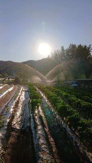 정연섭님의 기타작물 · 영농일지 작성글 사진