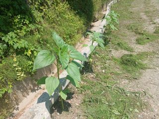 김홍중님의 두릅 · 영농일지 작성글 사진