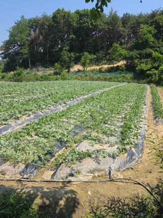 이성규 (선농장)님의 기타작물 · 영농일지 작성글 사진