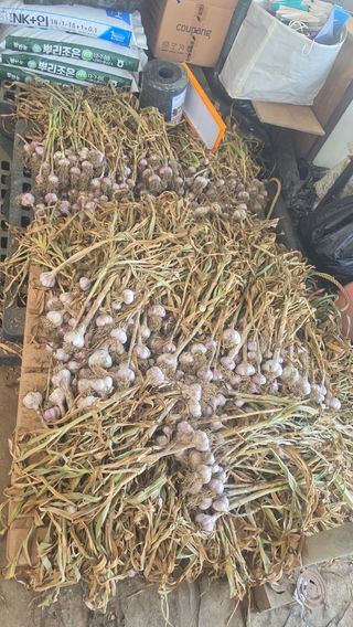 최석주님의 기타작물 · 영농일지 작성글 사진