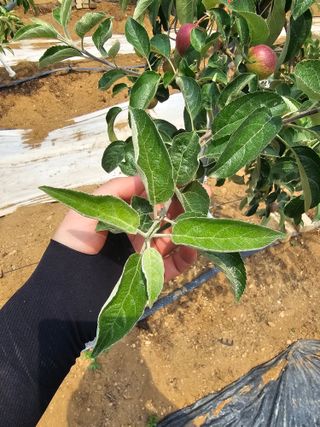 김도형님의 사과 · 영농일지 작성글 사진