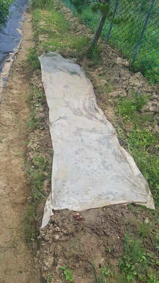 최춘득 청대산 님의 고추 · 영농일지 작성글 사진