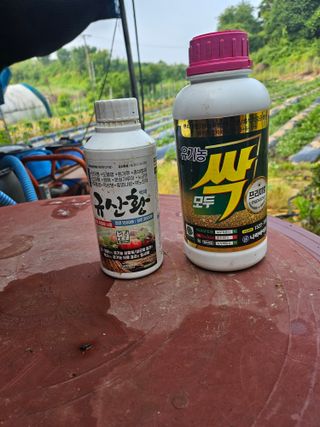 수랏간 농원 안승호님의 마늘 · 영농일지 작성글 사진