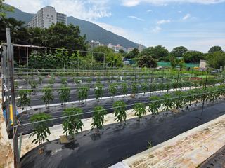 류수천님의 고추 · 영농일지 작성글 사진