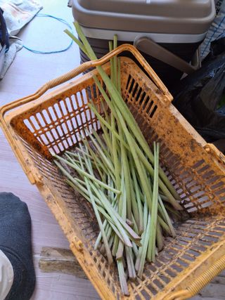 백영호님의 고추 · 영농일지 작성글 사진