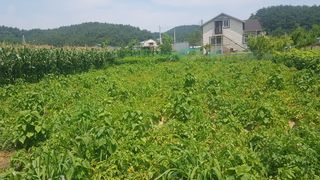최춘득 청대산 님의 고추 · 영농일지 작성글 사진
