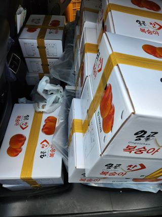 꿀복이농장님의 복숭아 · 영농일지 작성글 사진
